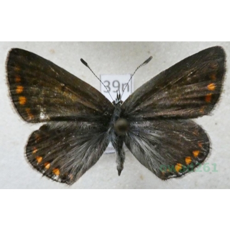 Polyommatus icarus (Rottemburg, 1775) female Modraszek ikar Poland39n